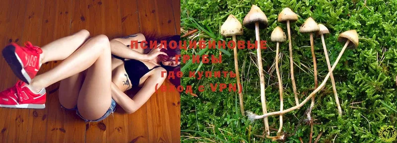 Псилоцибиновые грибы Psilocybe  Люберцы 